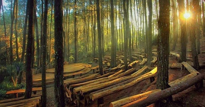 Foto Hutan Pinus Mangunan